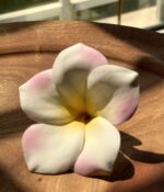Frangipani Yellow pink Loose flowers - Image 5