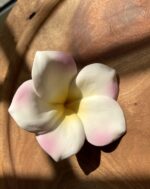 Frangipani Yellow pink Loose flowers - Image 3