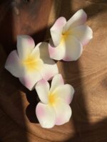 Frangipani Yellow pink Loose flowers - Image 2