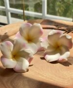 Frangipani Yellow pink Loose flowers