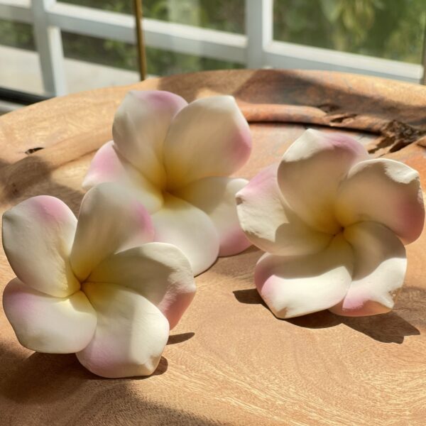 Frangipani Yellow pink Loose flowers